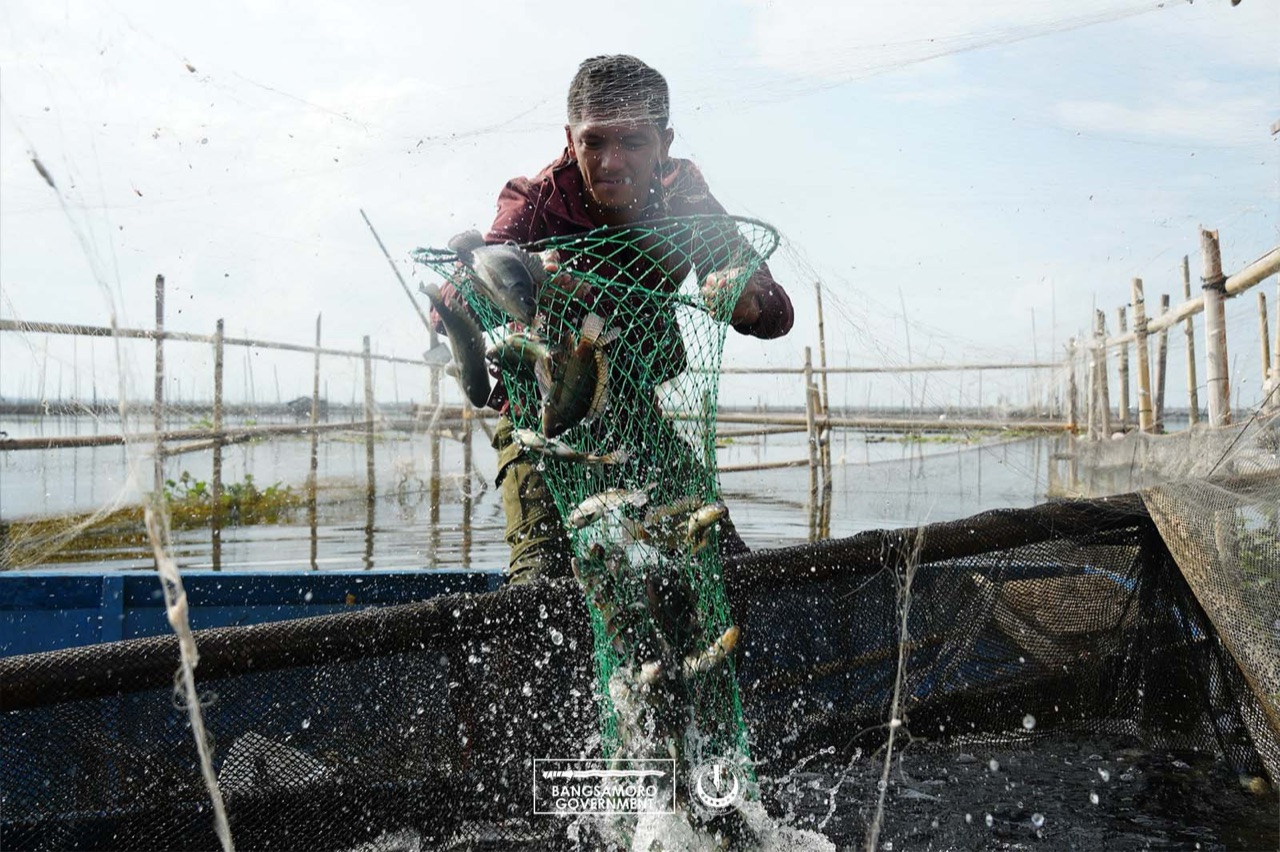 A fisherman hauls tilapia from his fish pen on Buluan Lake.